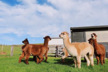 Alpaca's