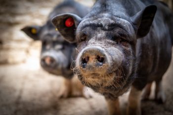 Varkens en hangbuikzwijnen